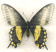 Papilio polyxenes stabilis female aberant from Costa Rica (Internet Image property of respective owner, non-commercial use only)